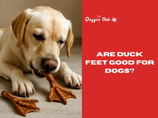 Are Duck Feet Good for Dogs?