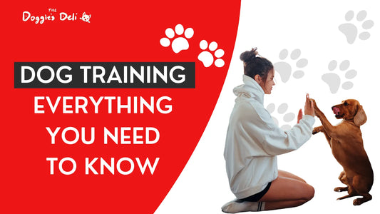 Dog Training: Everything You Need to Know