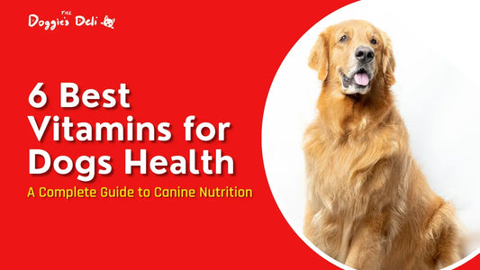 6 Best Vitamins for Dogs Health: A Complete Guide to Canine Nutrition
