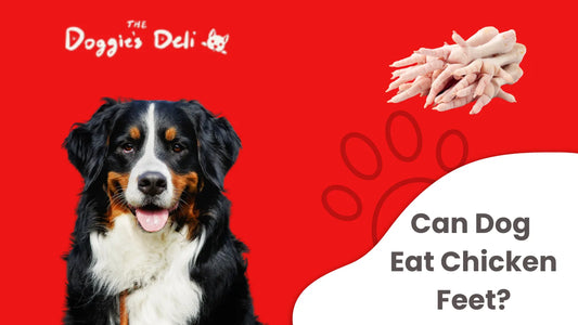 Can Dog Eat Chicken Feet?