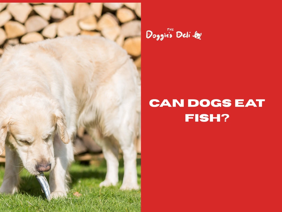 Can Dogs Eat Fish?