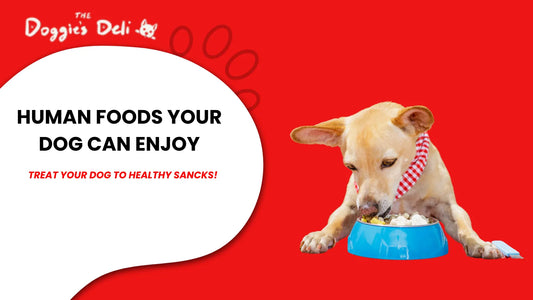 What Human Foods Can Dogs Eat?